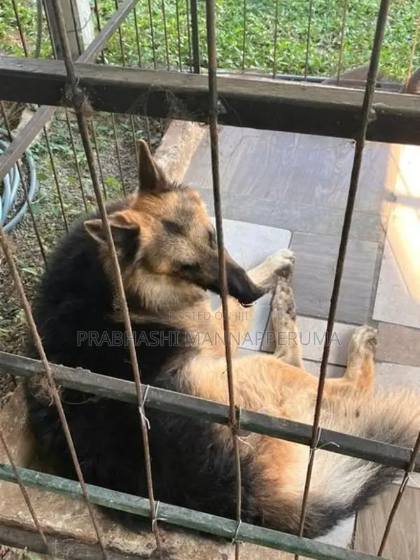 A Adult Lion Shepherd Dog