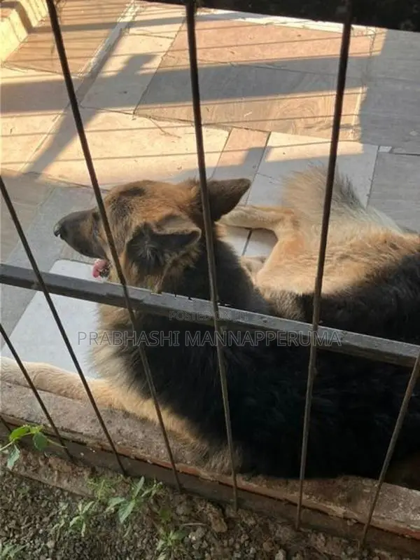 A Adult Lion Shepherd Dog