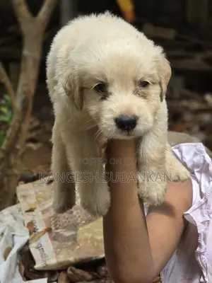 White Golden Retriever Puppies