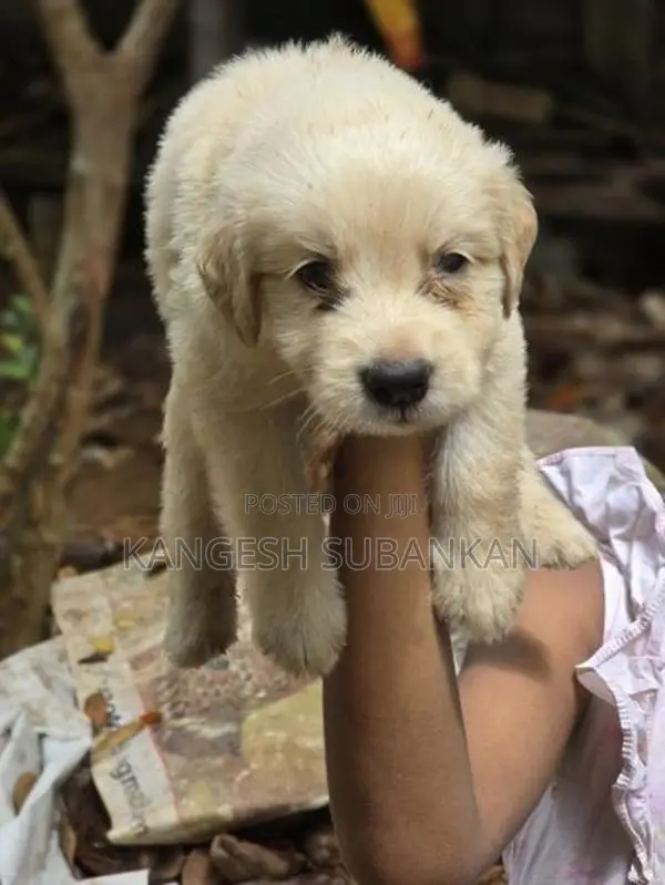 White Golden Retriever Puppies