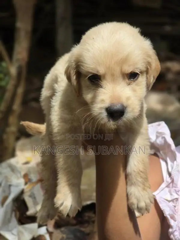 White Golden Retriever Puppies