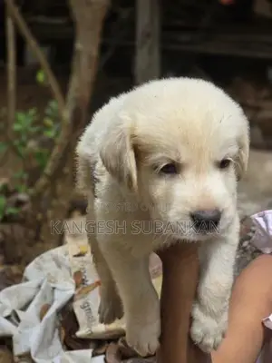 White Golden Retriever Puppies