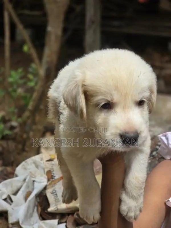 White Golden Retriever Puppies