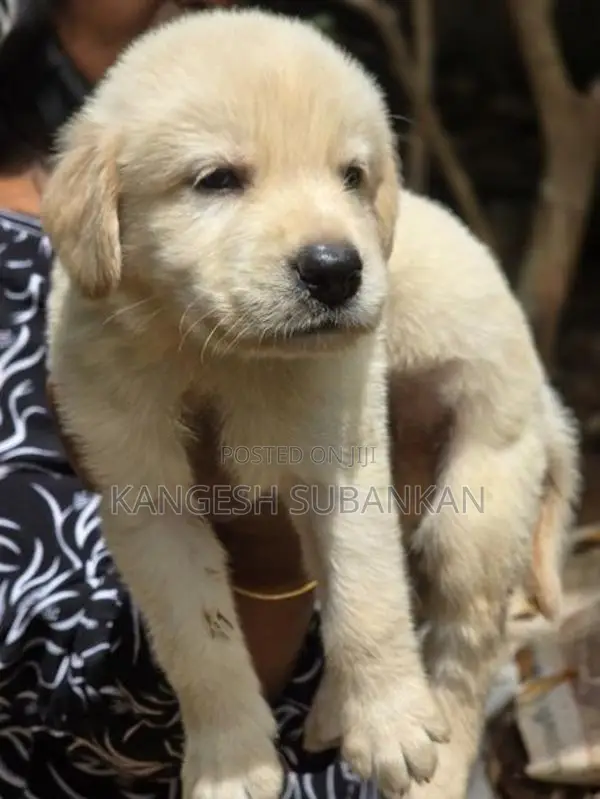 White Golden Retriever Puppies