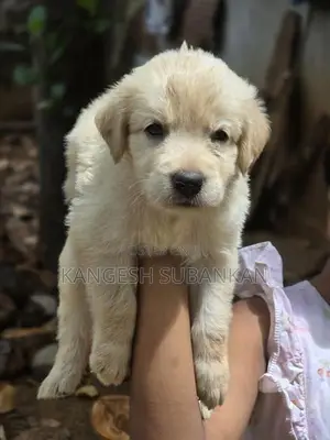 White Golden Retriever Puppies