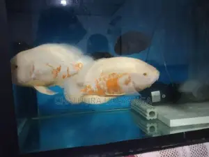 Oscar Fish
