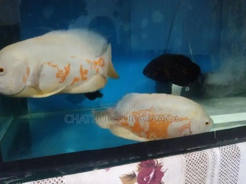 Oscar Fish