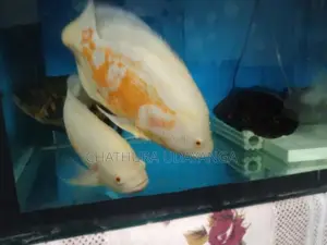 Oscar Fish