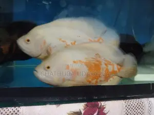 Oscar Fish
