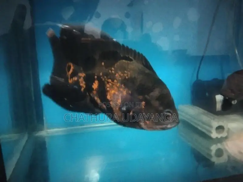 Oscar Fish