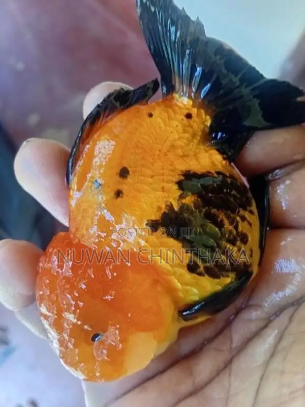 Oranda Fish Riking Goldfish