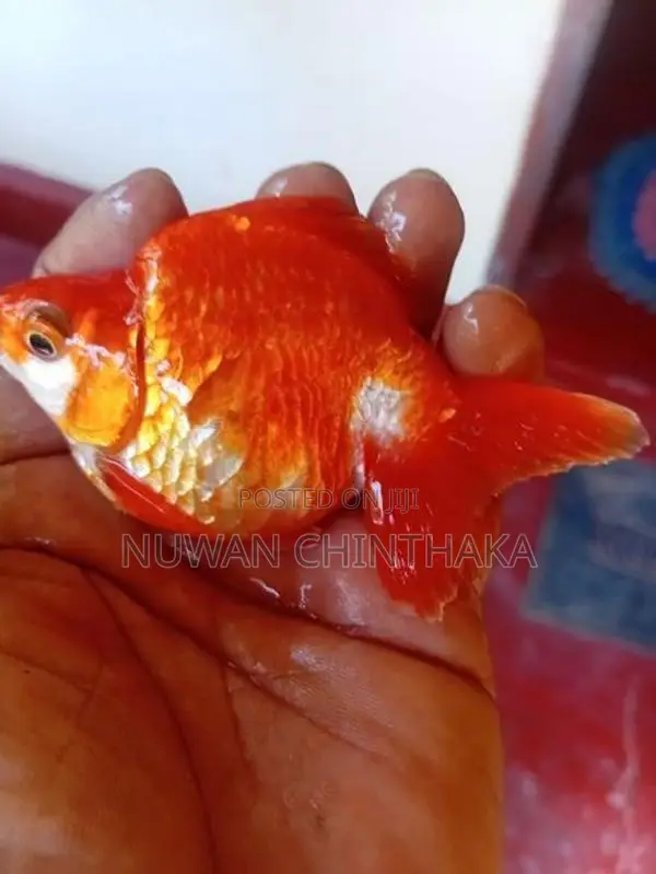 Oranda Fish Riking Goldfish