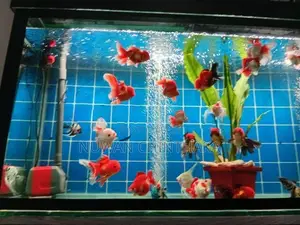Oranda Fish Riking Goldfish