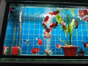 Oranda Fish Riking Goldfish