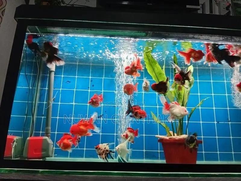 Oranda Fish Riking Goldfish
