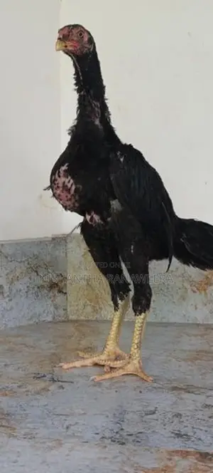 Shamo Chicks
