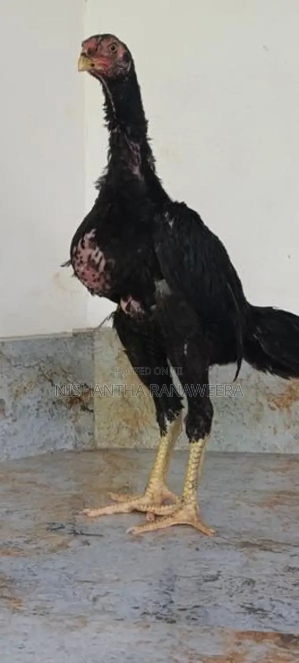 Shamo Chicks