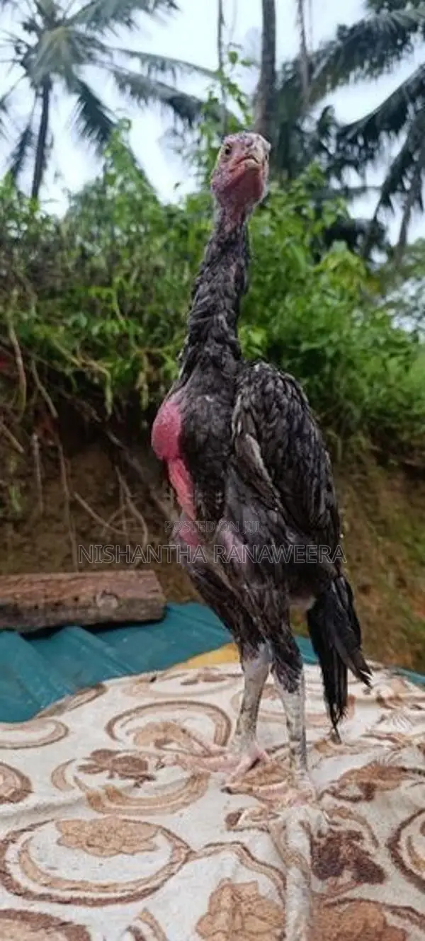Shamo Chicks