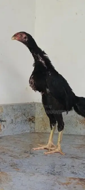 Shamo Chicks