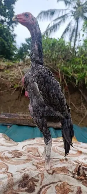 Shamo Chicks