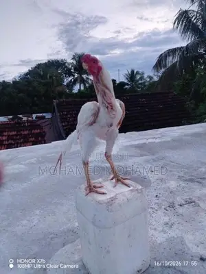 Parrot Beak Rooster