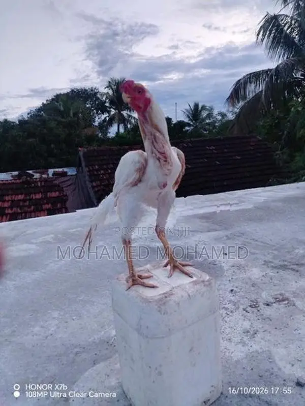 Parrot Beak Rooster