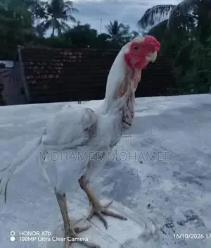 Parrot Beak Rooster