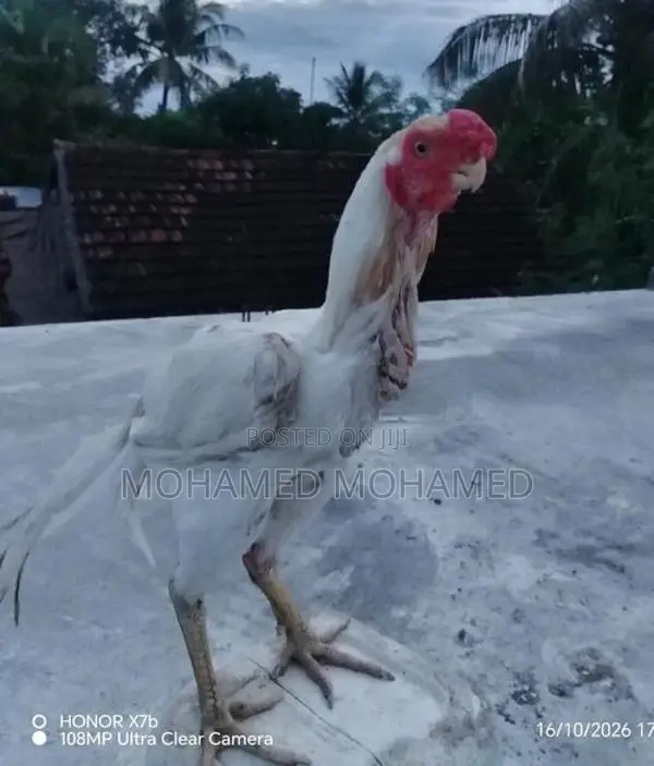 Parrot Beak Rooster