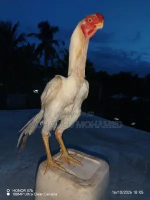 Parrot Beak Rooster