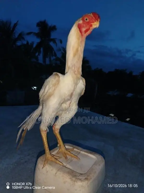 Parrot Beak Rooster