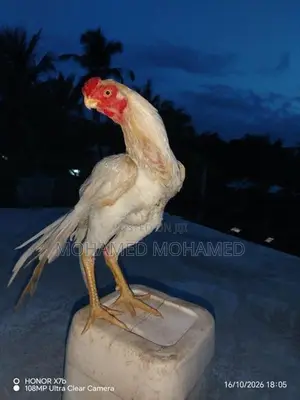 Parrot Beak Rooster