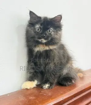 Persian Cat