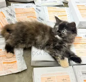 Persian Cat