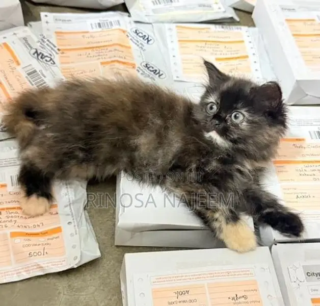 Persian Cat