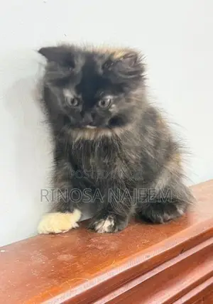 Persian Cat