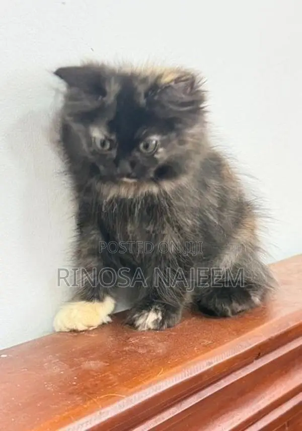 Persian Cat