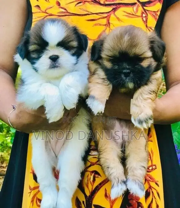 Shitzu Puppies