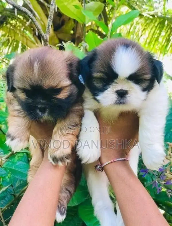 Shitzu Puppies