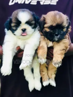 Shitzu Puppies