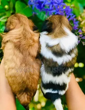 Shitzu Puppies