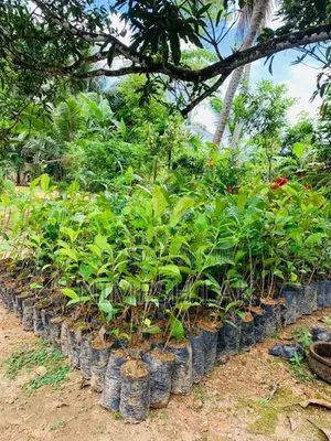 තේ පැල