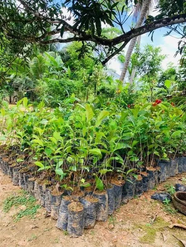 තේ පැල