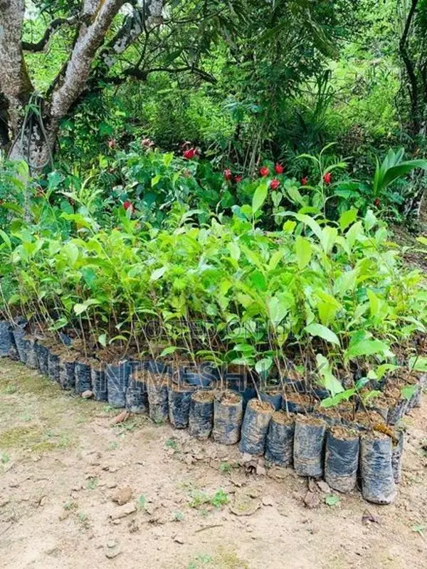 තේ පැල