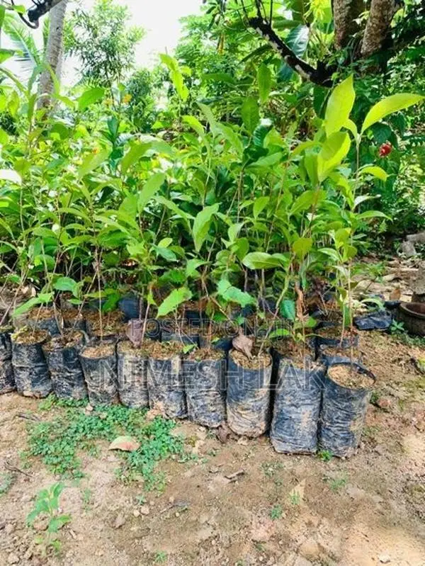 තේ පැල