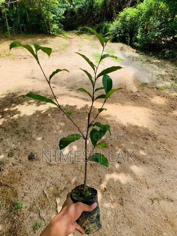 තේ පැල