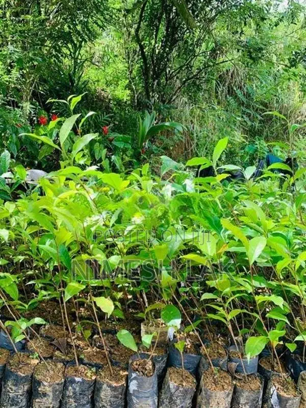 තේ පැල