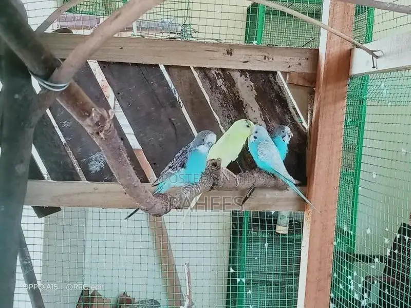 Love Birds
