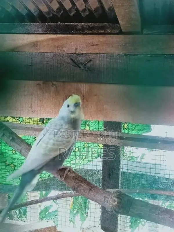 Love Birds