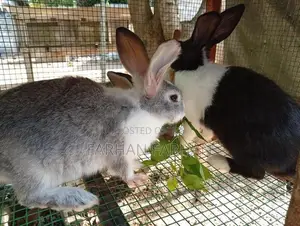 Rabbits