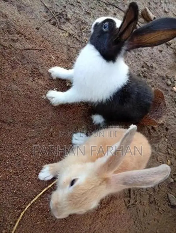 Rabbits